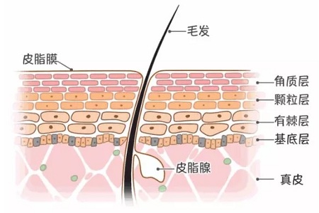 皮脂膜