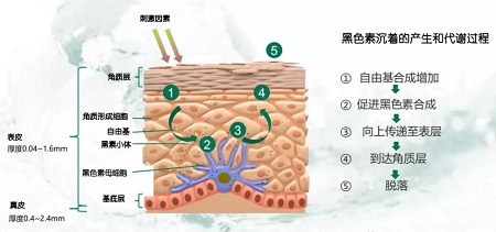 美白