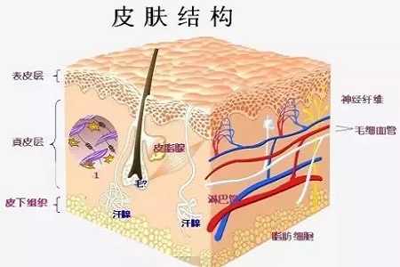 為什么瘦人也會(huì)有“肥胖紋”？