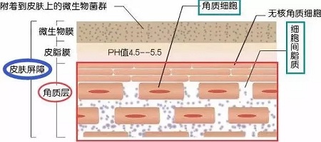 據(jù)說62%的人不知道，原來自己是敏感肌